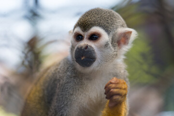 Close up shot of Squirrel Monkey ( Saimiri sciureus ) eats something