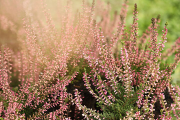Heather shrubs with beautiful flowers outdoors, closeup