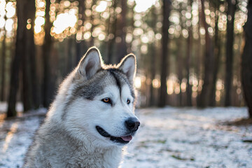 Gorgeous Alaskan Malamute in the woods. Smiling doggy girl in Kampinos National Park, Warsaw, Poland. Selective focus on the details, blurred background.