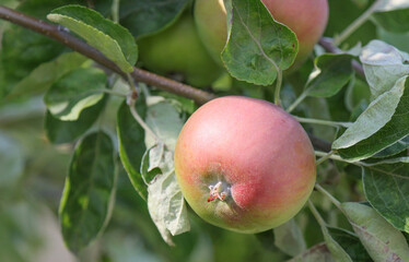 Apple fruit on a tree branch.