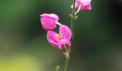 Polygonaceae flowers in full bloom, beautiful with close-up photos 