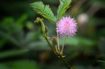 Mimosa pudica flowers in beautiful nature 