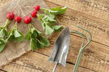 Ripe red radish on sackcloth with garden tools.