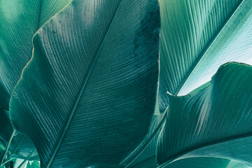 tropical leaf, large green foliage in rainforest, toned process