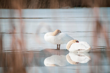 Reflection of swans on melting ice, Gėlūžė Lake, Pilaitė district, Vilnius, Lithuania. Birds...