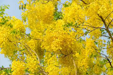 Obraz premium golden shower tree