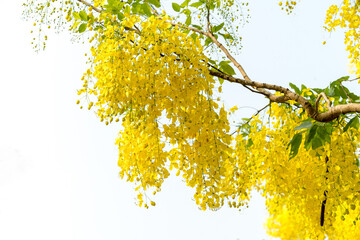 golden shower tree