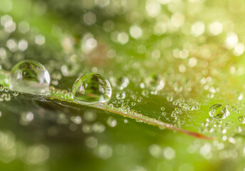 water dew drop on grass