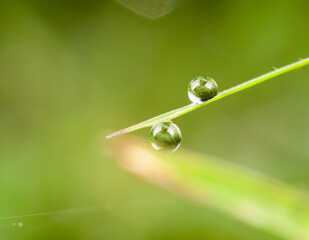 dew drop on grass