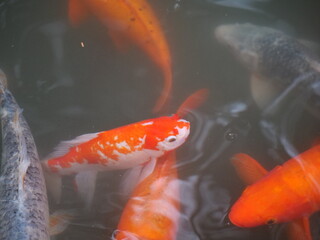 Koi fish in the lake around famous travel destination in Shanghai. Pool of goldfish People feeding the fish in the park. Travel tourist concept of photo. Long focal lens view