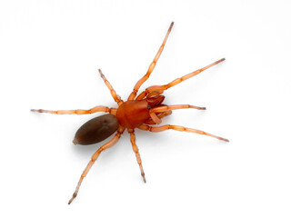 P1010022 female woodlouse spider, Dysdera crocata, isolated, cECP 2021