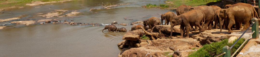 Elephant on Sri Lanka