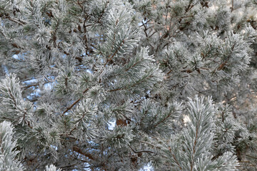 coniferous tree covered with hoarfrost and snow on a frosty day, background photo with depth of...