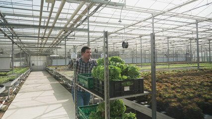 Agronomist businessman pulling basket with organic cultivated fresh salad working in hydroponics greenhouse plantation preparing for farming production. Rancher man harvesting cultivated vegetable