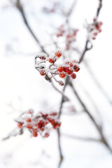 rowan branches close-up with orange and red fruits covered with hoarfrost and snow photo with depth of field