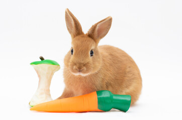 Red bunny rabbit feed on white background