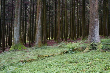 cedar trees and moss