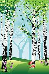 Summer birch trees