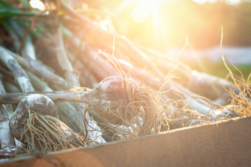 Collected bunch of heads of Freshly harvested garlic bulbs in the garden drying at the outdoors in...
