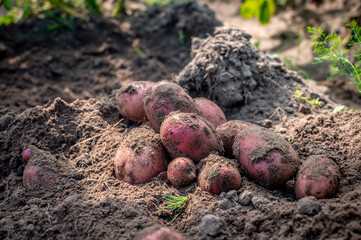 A handful of freshly dug red potatoes are lying on the ground. Harvesting potatoes. Fresh potatoes. Selective focus.
