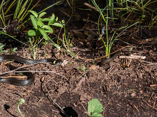 View of a group of black and brown grass snakes (Natrix natrix) of different sizes staying in the sun next to water. The eurasian non-venomous snake showing the distinctive collar