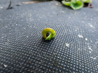 Small green plant of a weed growing through a black agro film between strawberry seedlings outdoors...