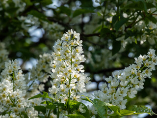 Close-up shot of white flowers of small tree the Bird cherry, hackberry, hagberry or Mayday tree (Prunus padus) in full bloom. Fragrant white flowers in pendulous long clusters (racemes)