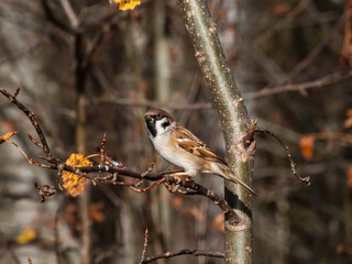 Close-up shot of the Eurasian tree sparrow (Passer montanus) sitting on a branch in bright sunlight in autumn