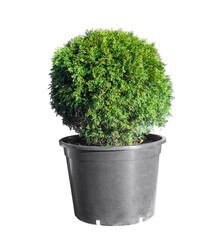 Ball trimmed thuja in plastic pot isolated on white background. Big potted green thuya cutout