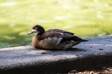 Young egyptian goose near to the water in park