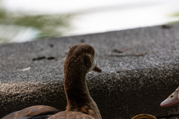 Young egyptian goose near to the water in park