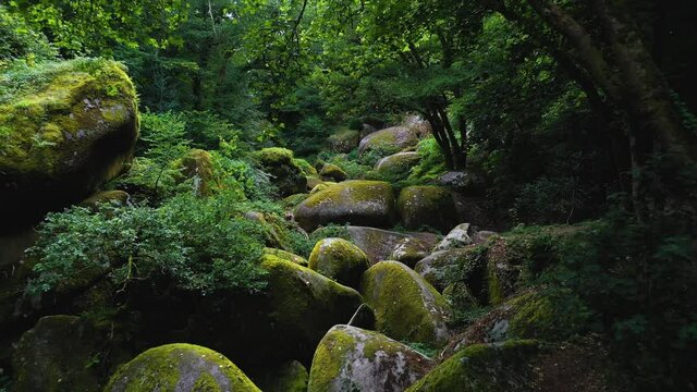 view on the forest of huelgoat in brittany