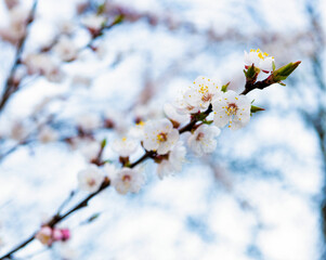 Spring flowers blossoming on sakura tree branch on natural blurred background, blossom