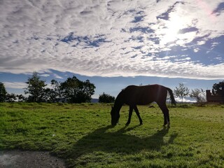 Equino caballo