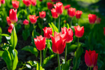 Fototapeta premium red tulip flower closeup with colorful natural background