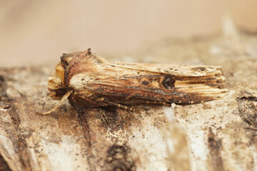 Closeup on a Shuttle-shaped Dart moth, Agrotis puta, sitting on a piece of wood