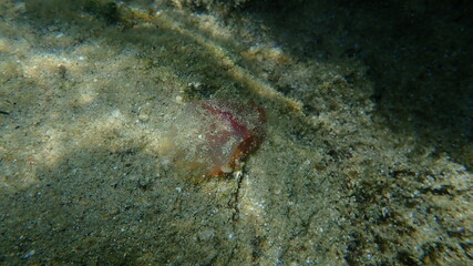 Sea squirt Red ciona (Ciona roulii) undersea, Aegean Sea, Greece, Halkidiki