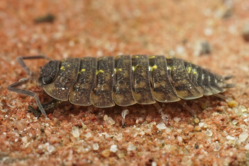 Closeup on the black headed woudlouse, Porcellio spinicornis