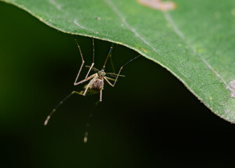 A close-up view of a mosquito sitting on the edge of a tree leaf