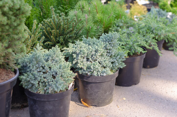 A variety of evergreen shrubs and trees at the farmer's market.