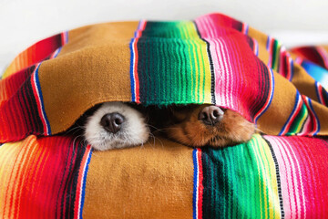 Cute dogs sleepeing under colorful blanket