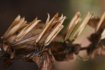 Toad lily in winter. Liliaceae perennial plants. The flowering season is from August to November.
