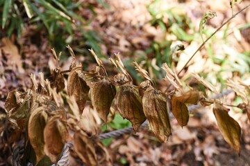 Toad lily in winter. Liliaceae perennial plants. The flowering season is from August to November.