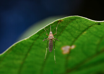 A close-up view of a mosquito sitting on the edge of a tree leaf