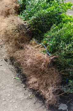 Bare-root boxwood seedlings at the farmer's fair.