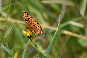 Black and orange spotted moth sitting on a yellow dandelion, green grass in background.  Closeup photo. 