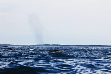 A smooth whale with a fountain in the Bay of Fundy in Nova Scotia Canada