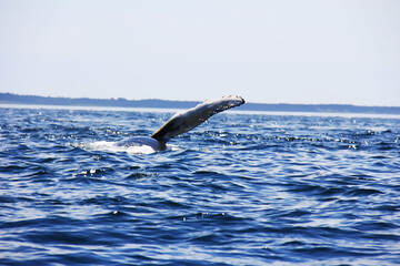 A humpback whale jumped out of the water in the Bay of Fundy in Nova Scotia Canada