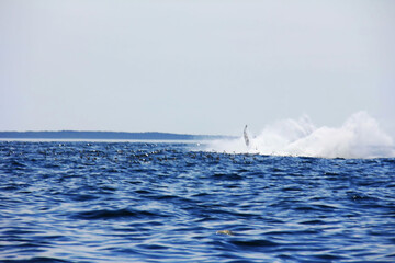 Obraz premium A whale swims calmly and releases a powerful fountain into the Bay of Fundy in Nova Scotia: