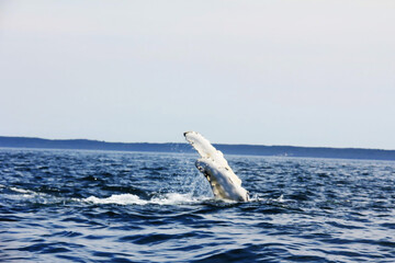 Bay of Fundy in Nova Scotia Canada A whale jumps out of the water
